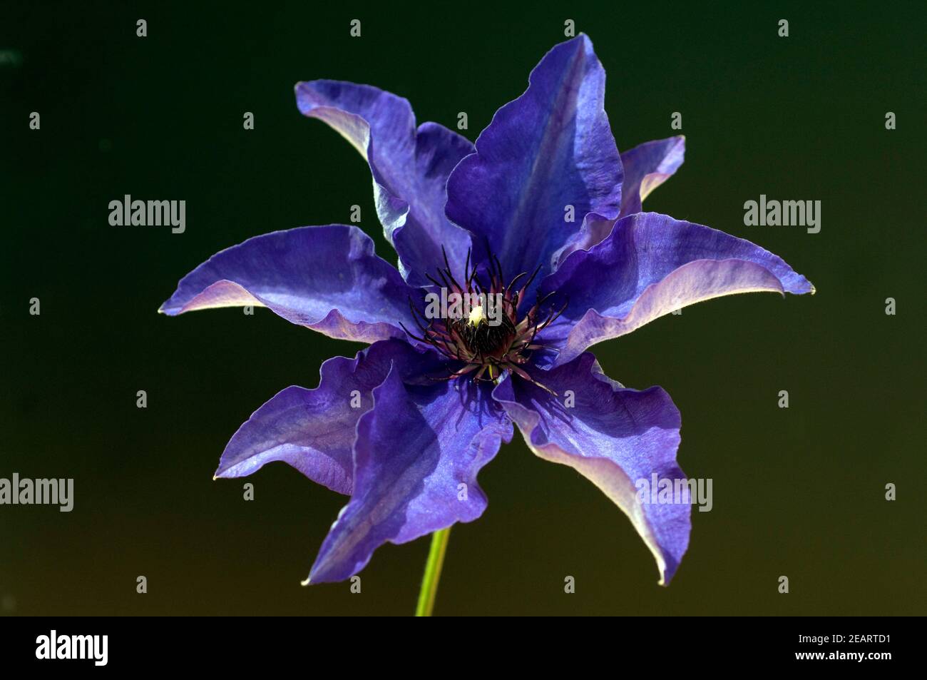 Clematis The, President Stock Photo