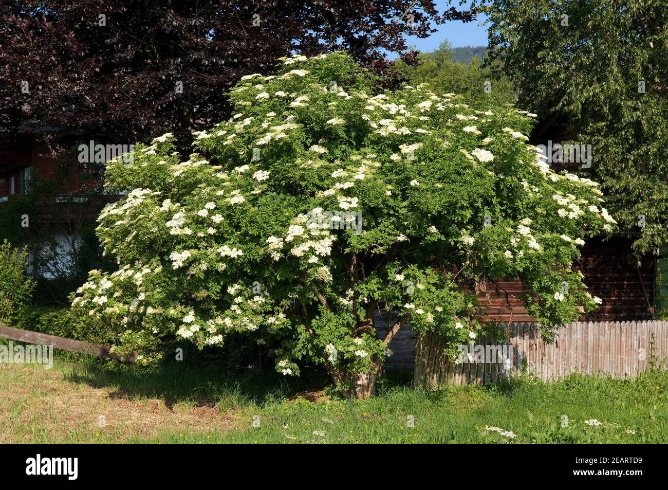 Holunder Schwarzer Holunder / Sambucus Nigra Kaufen | Native Plants