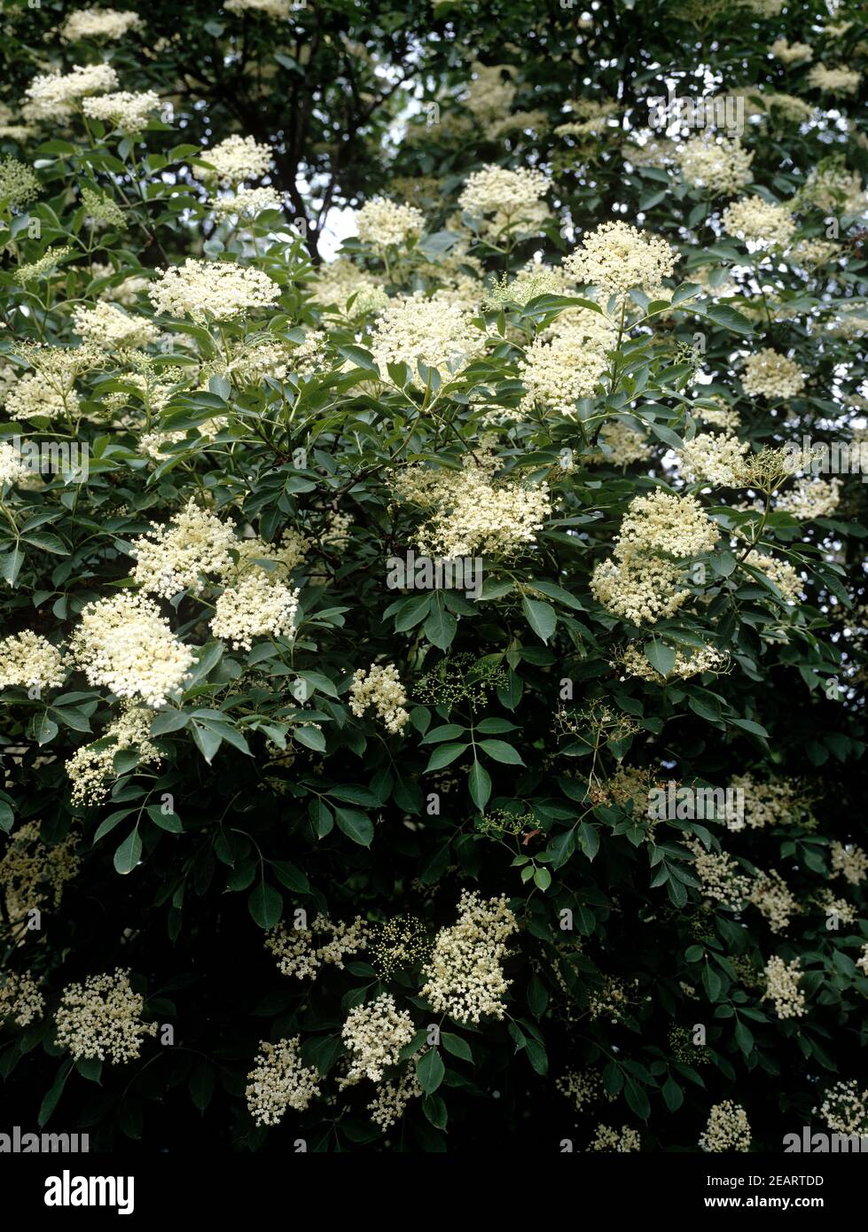 Holunderbusch, Holunderbluete, Sambucus nigra Stock Photo