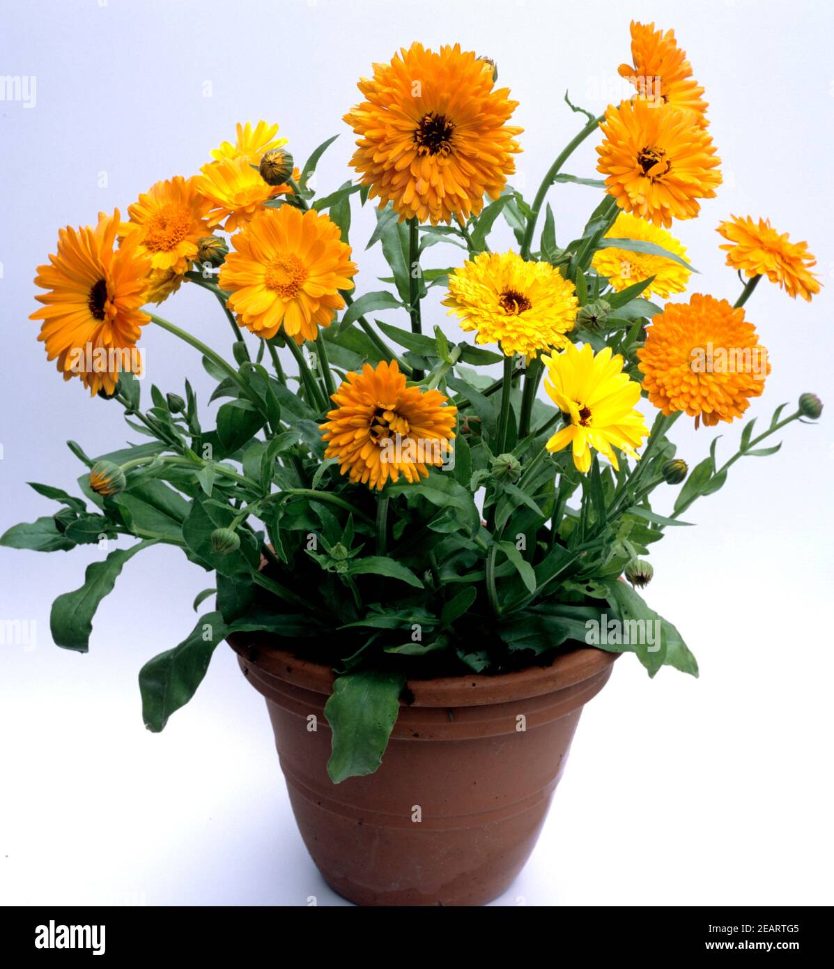 Ringelblume Calendula Officinalis Stock Photo Alamy ringelblume-calendula-officinalis-stock-photo-alamy