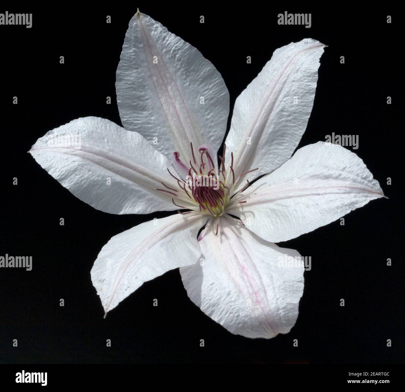 Clematis-Hybride, Mm. le Coultre Stock Photo