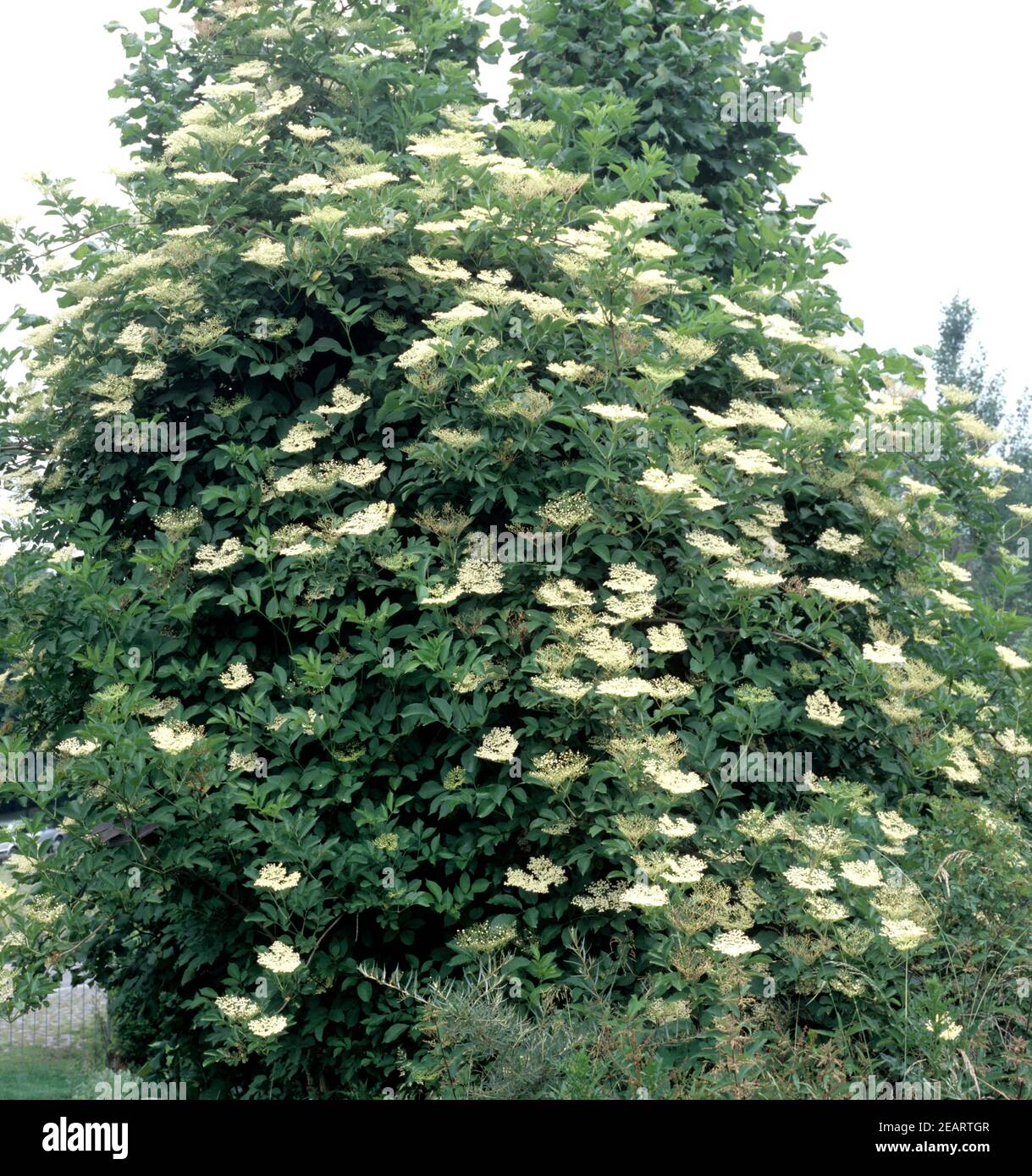 Holunderbusch, Holunderbluete, Sambucus nigra Stock Photo Alamy