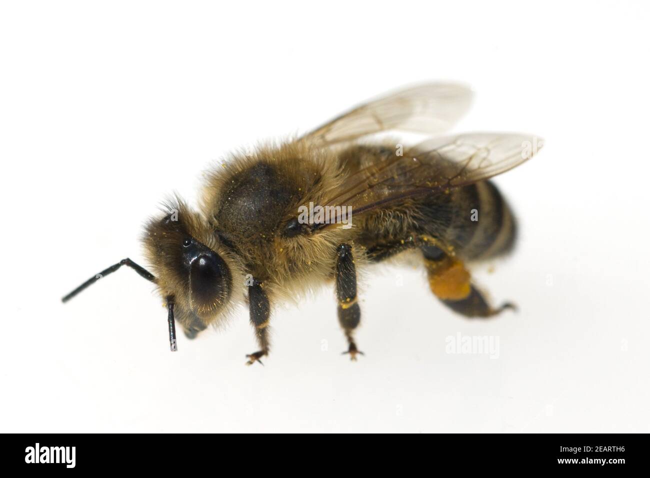 Biene  Apis  mellifera  Honigbiene  Insekt Stock Photo