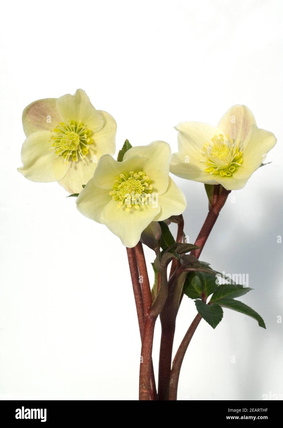 Christrose, Helleborus, helleborus-x-ballardiae, Cinnamon, Snow, Stock Photo