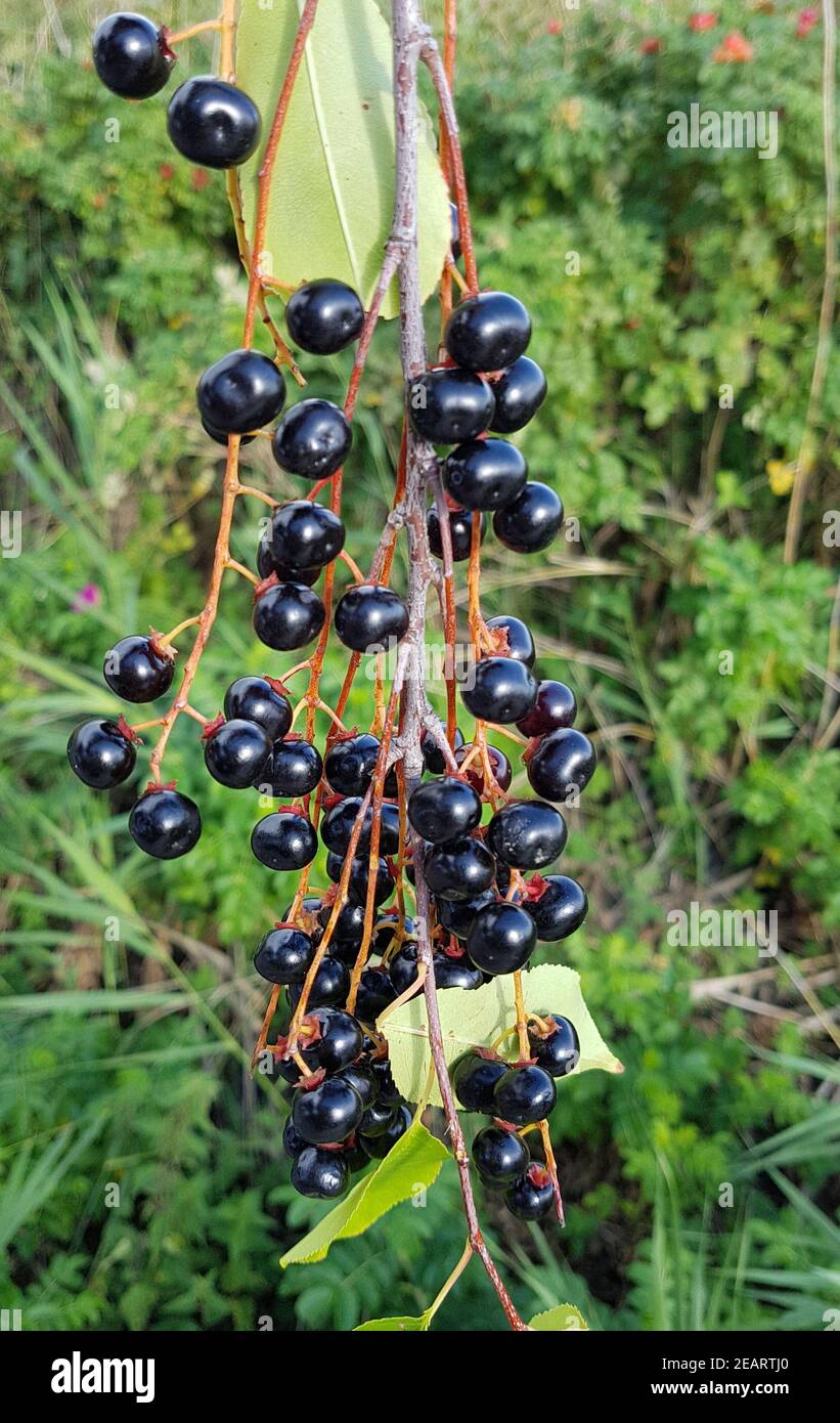 Prunus Padus Colorata