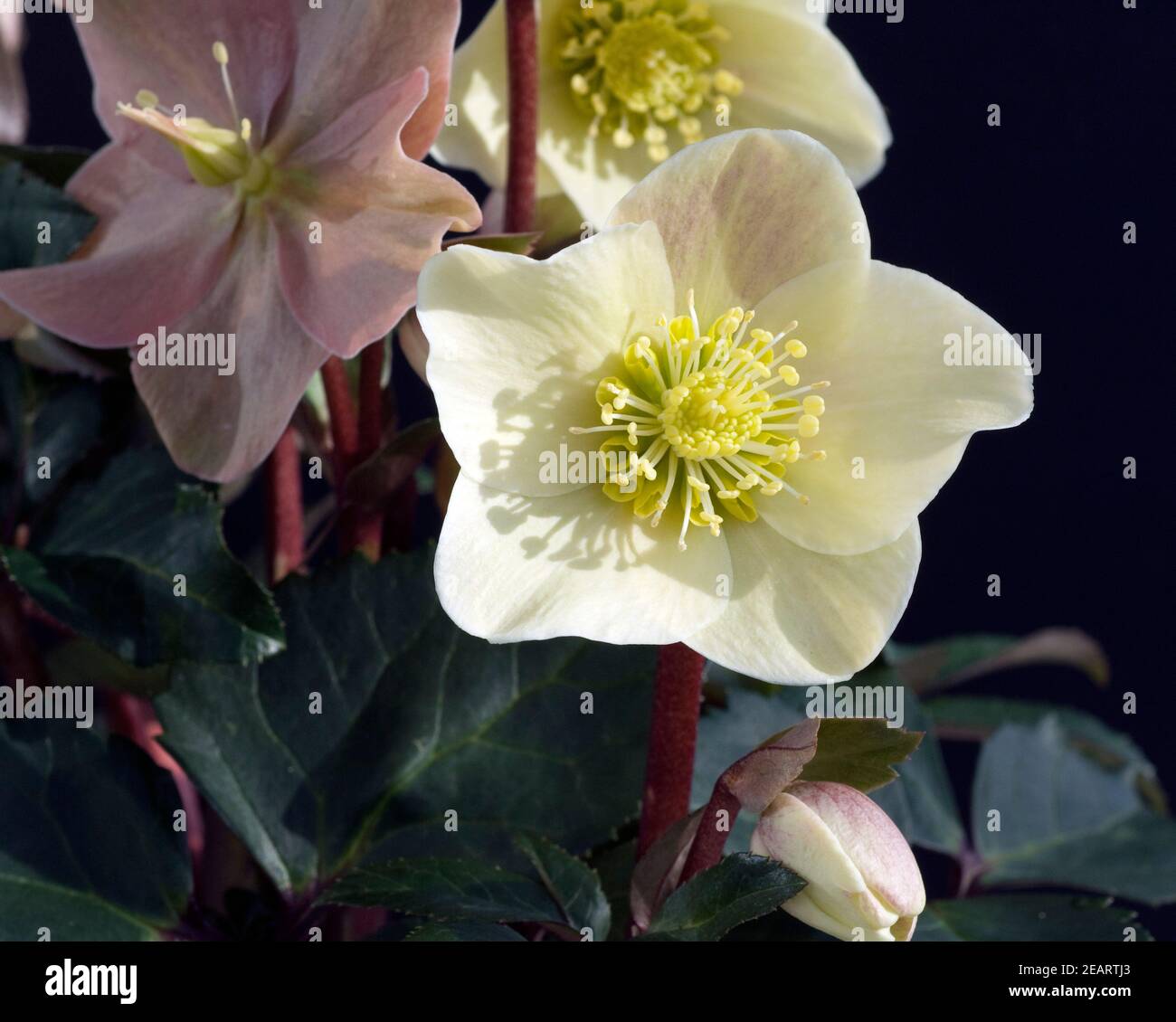 Lenzrose High Resolution Stock Photography and Images Alamy