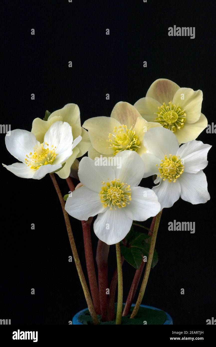 Christrose, Helleborus, niger, Cinnamon, Snow, Gartenpflanze Stock Photo