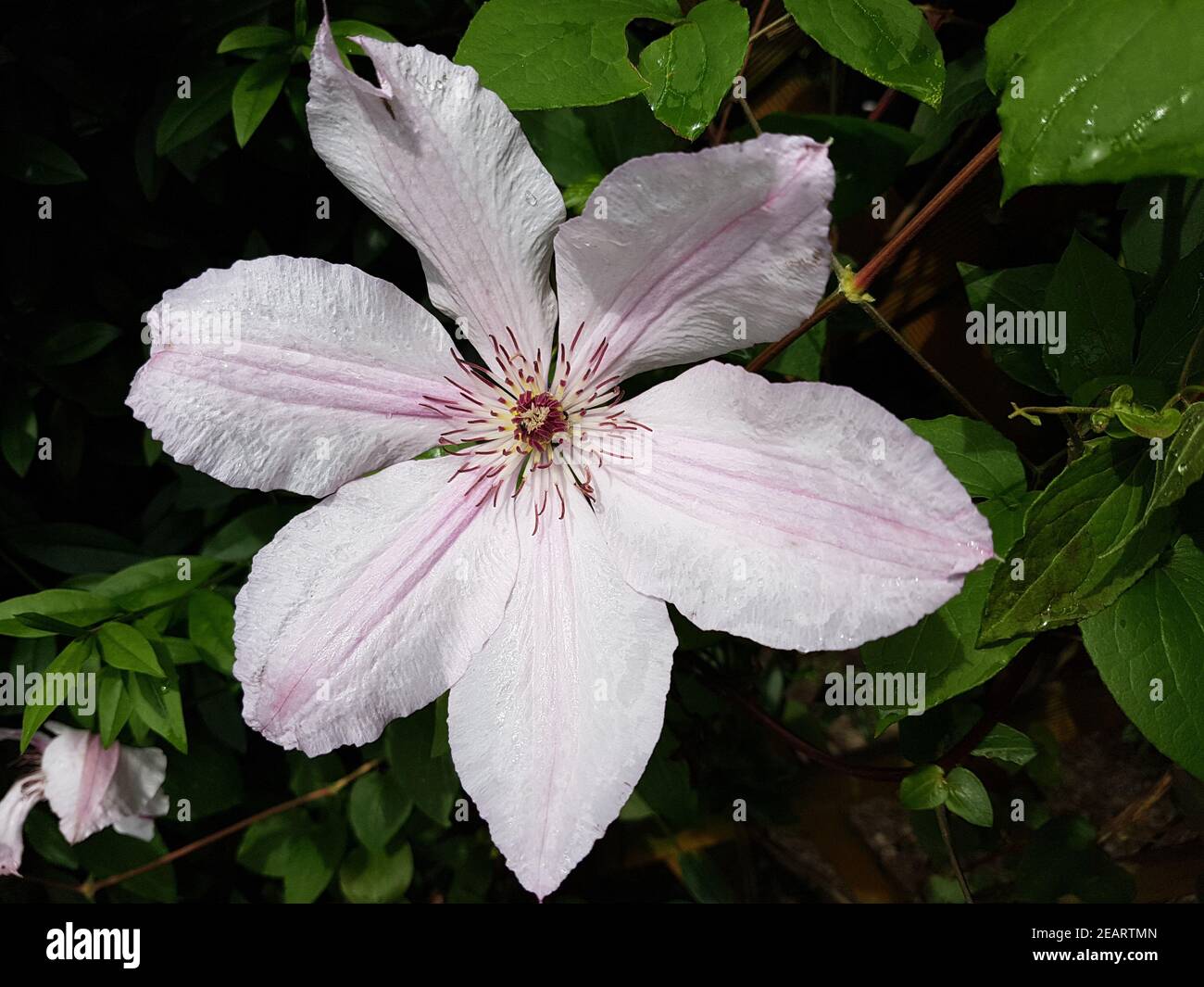 Clematis-Hybride, Mm. le Coultre Stock Photo
