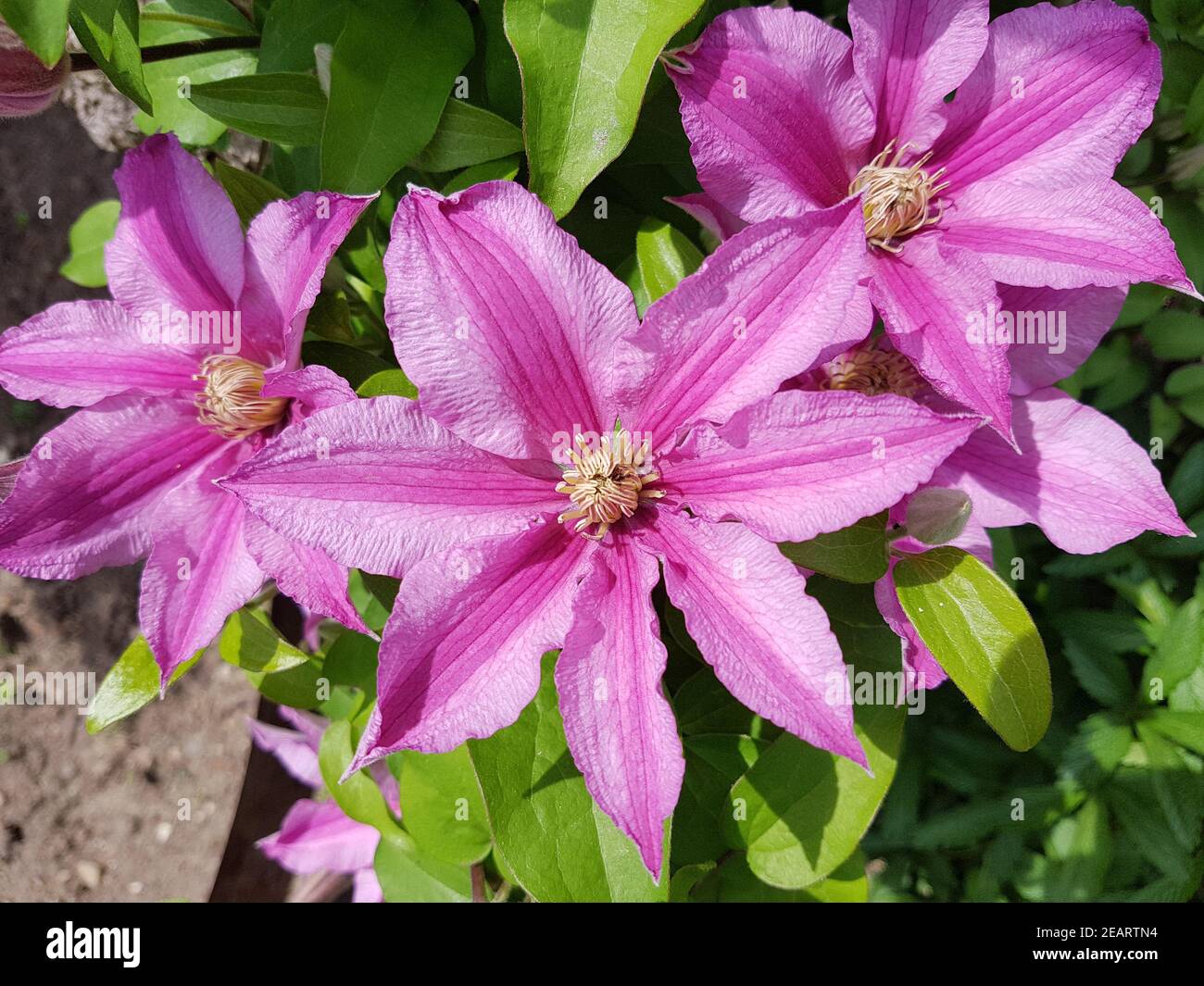 Clematis, Ville, de, Lyon, ClematisHybride Stock Photo Alamy