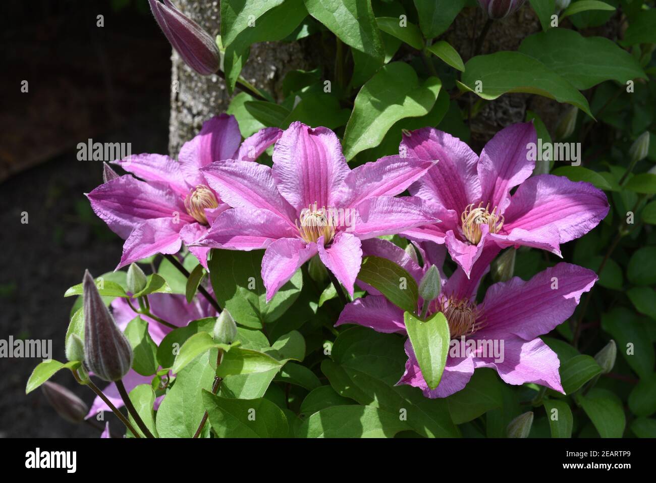 Clematis, Ville, de, Lyon, ClematisHybride Stock Photo Alamy