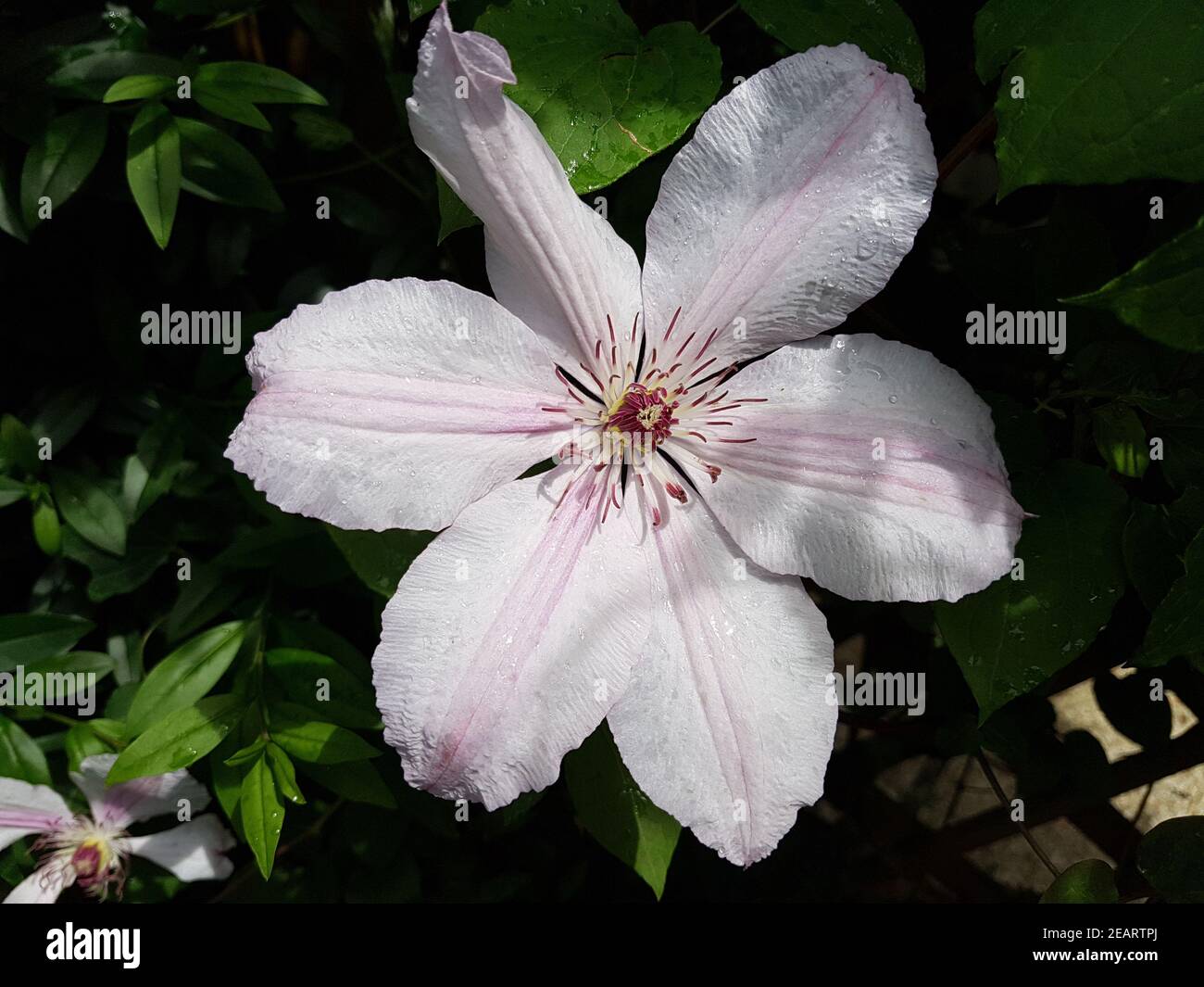 Clematis-Hybride, Mm. le Coultre Stock Photo