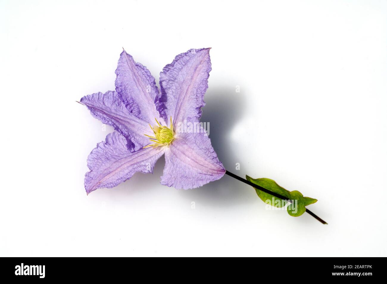 Clematis viticella, Blue, Angel Stock Photo