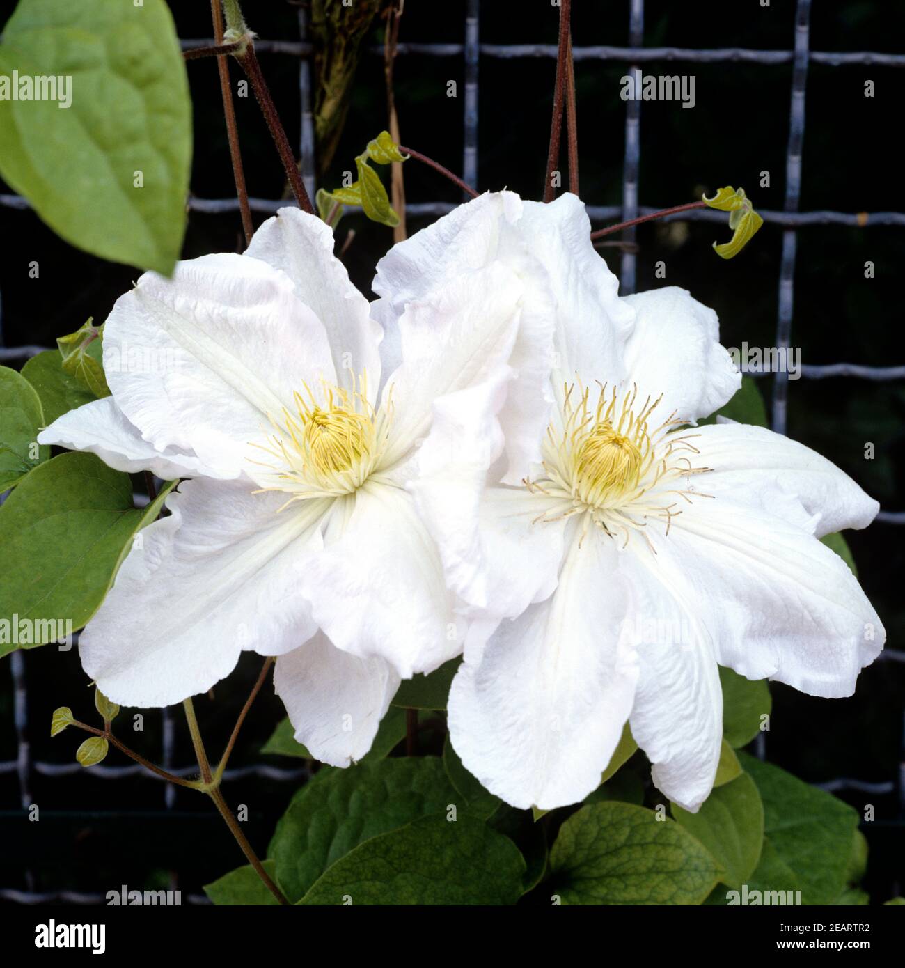 Clematis-Hybride Mm. le Coultre Stock Photo