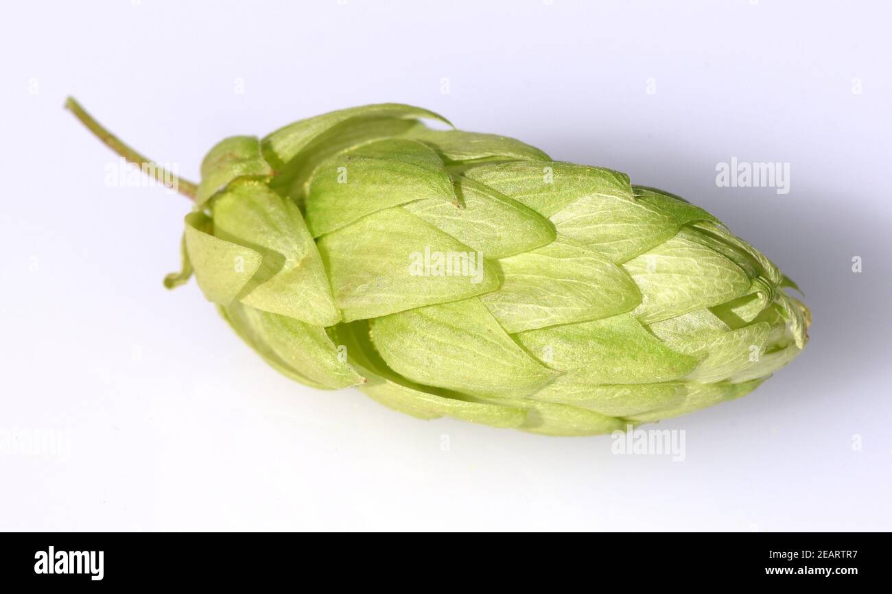 Hopfen, Humulus lupulus Stock Photo