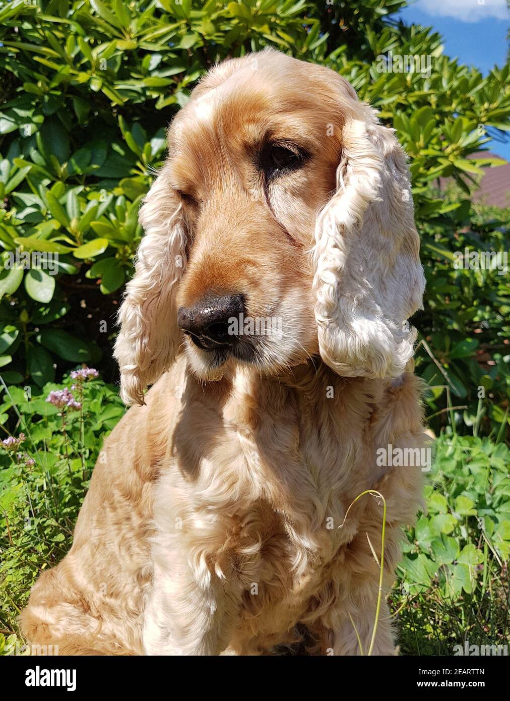 Cocker  Spaniel  Hund Stock Photo