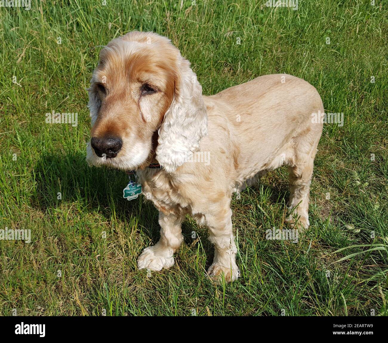 Cocker, Spaniel, Canis lupus familiaris Stock Photo