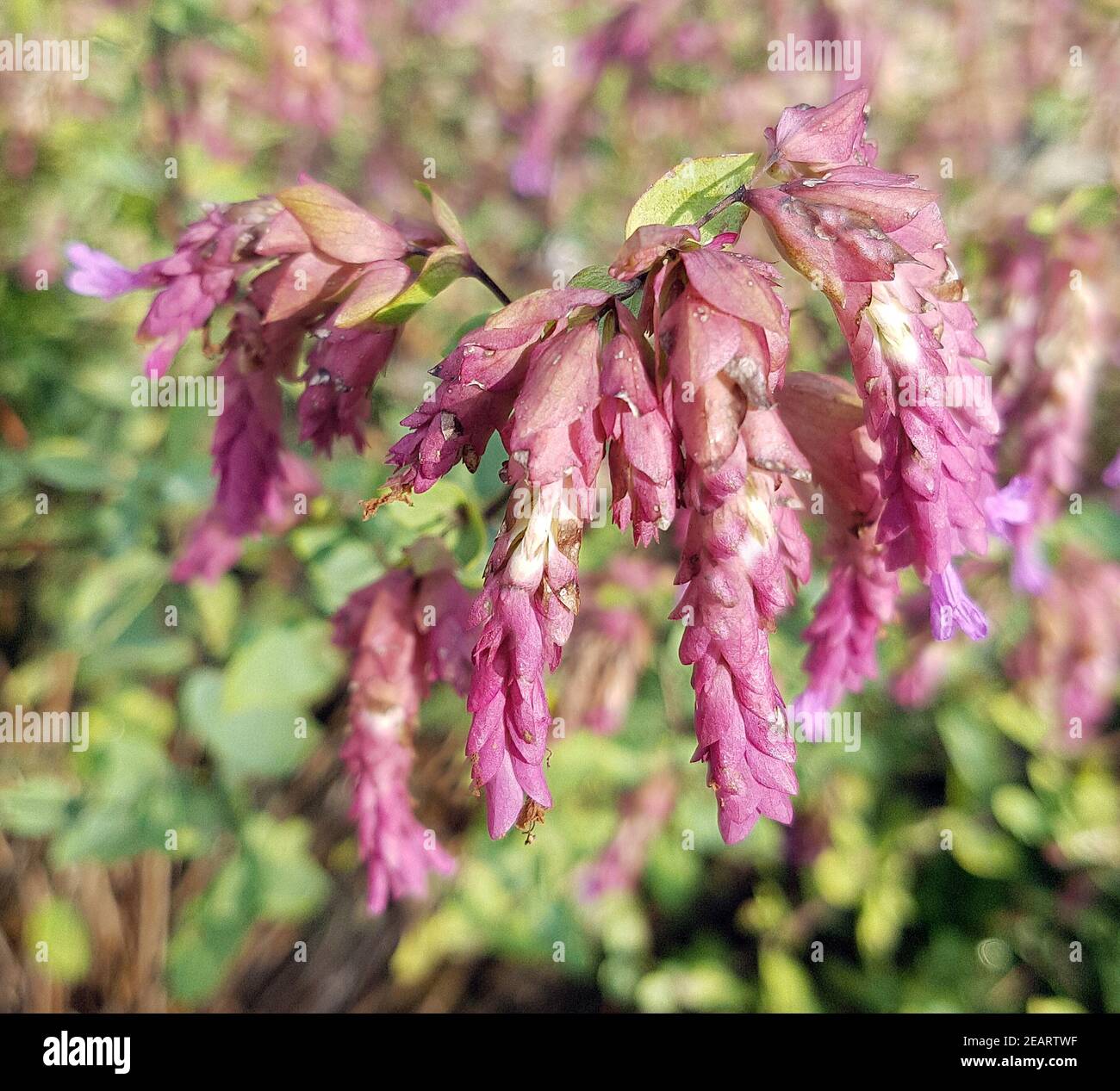 Hopfenoregano, Origanum rotundifolium, Amethyst Falls, Kraeuter,  Heilpflanze Stock Photo - Alamy
