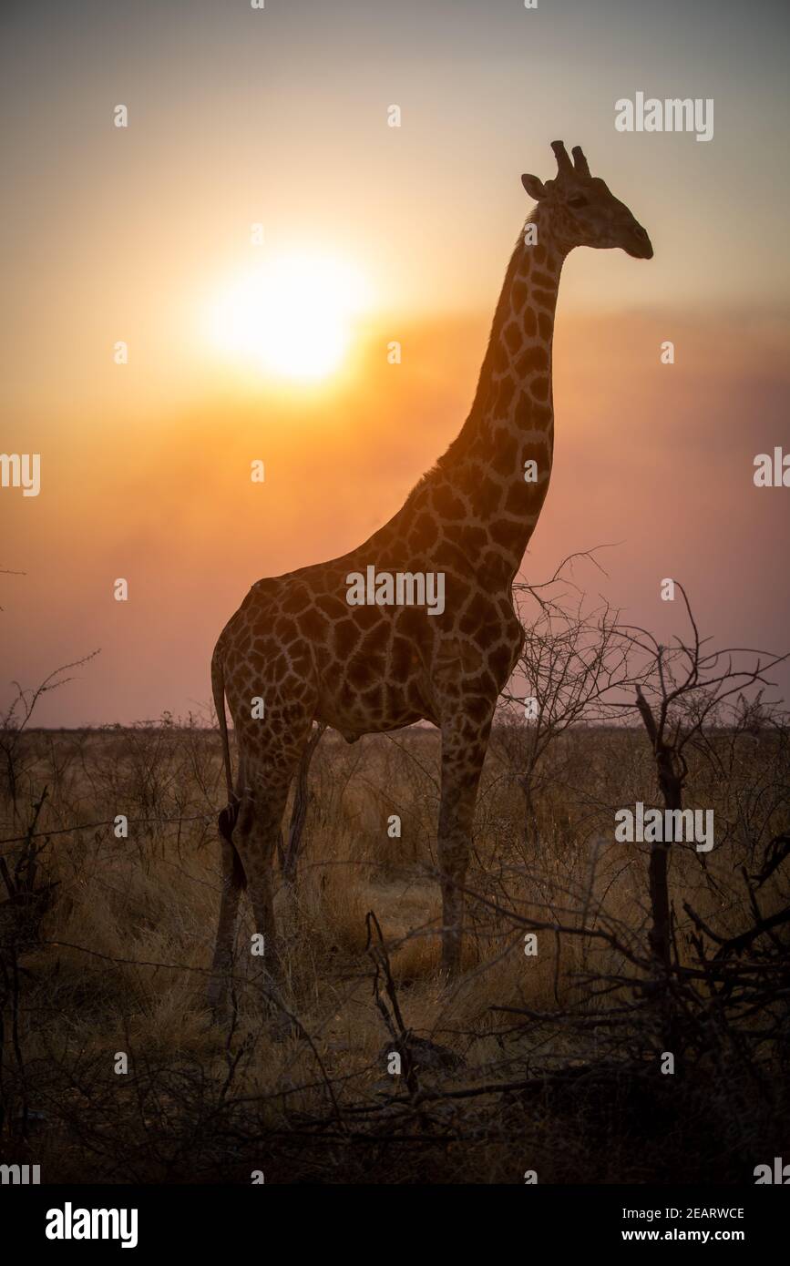 Close-up of backlit southern giraffe in profile Stock Photo