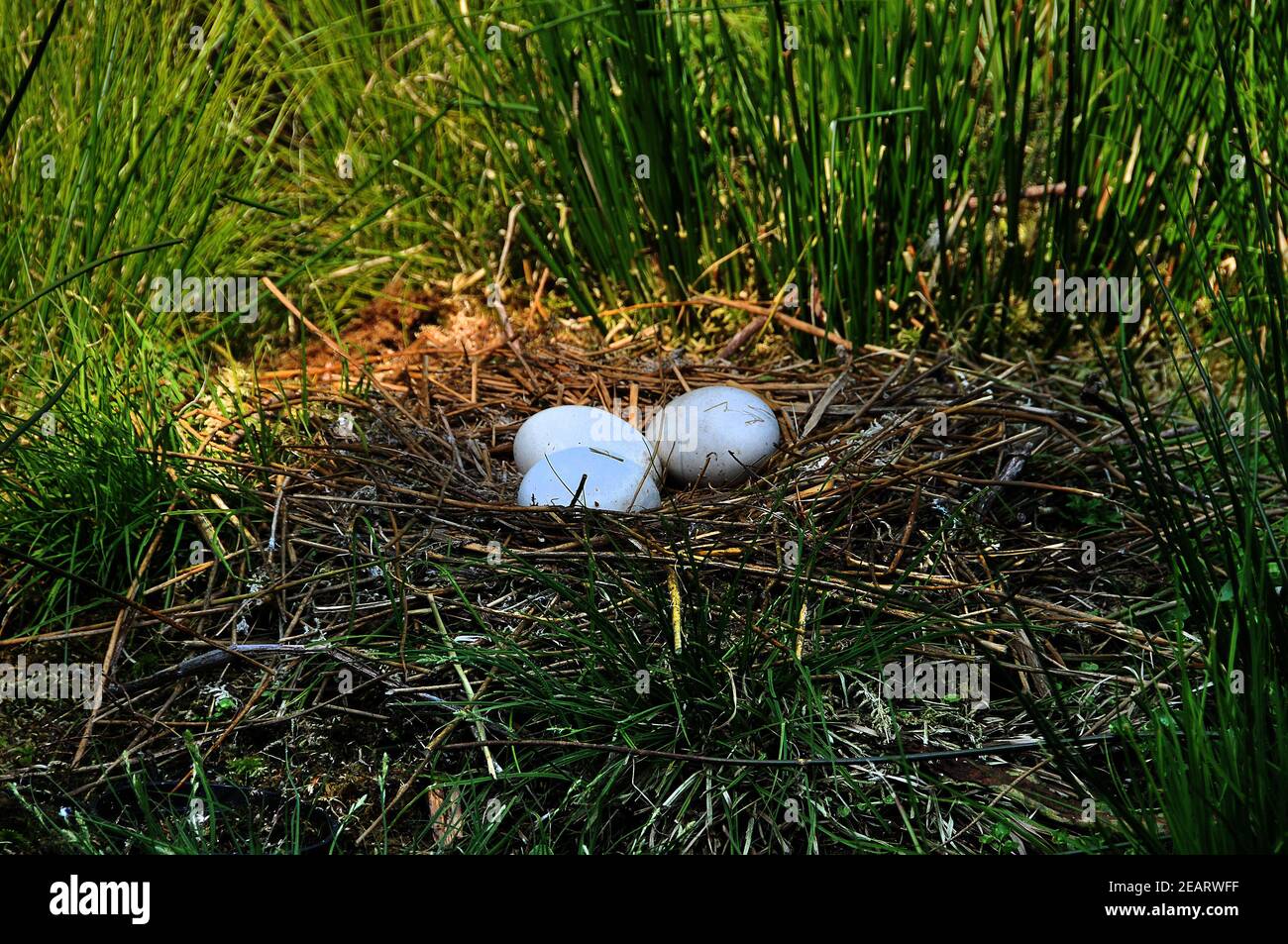 Round clutch hires stock photography and images Alamy