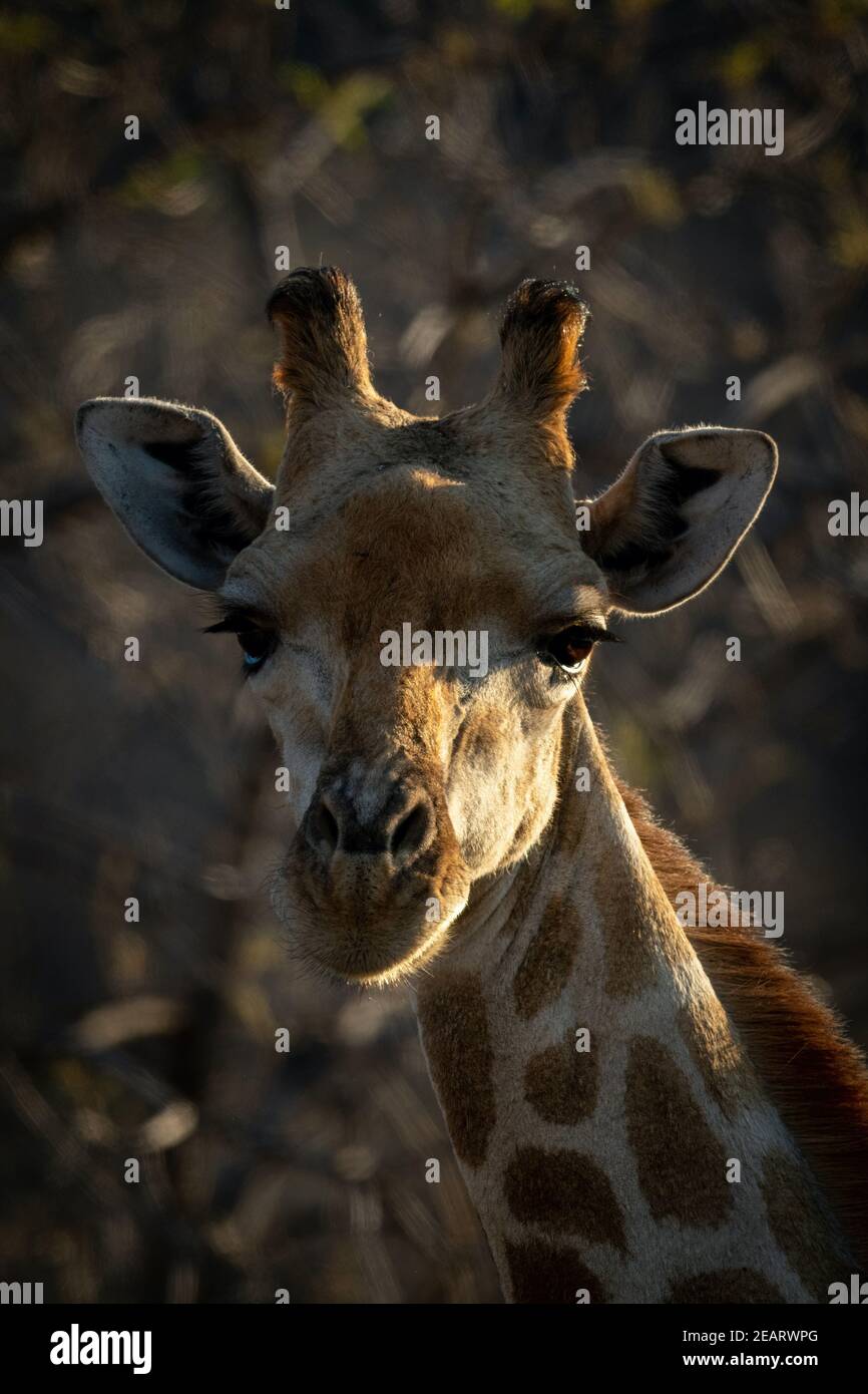 Close-up of face of southern giraffe staring Stock Photo