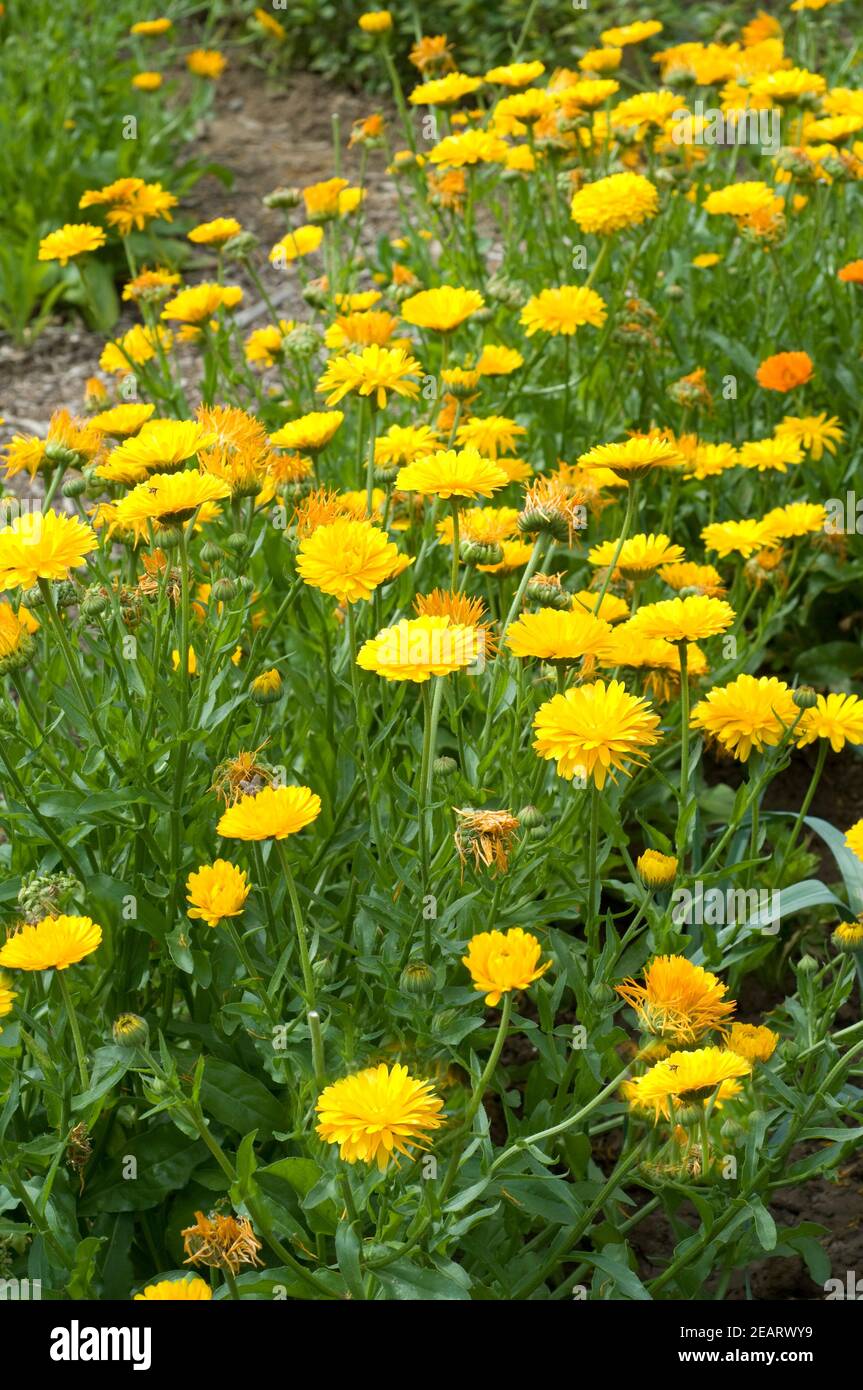 Pacific Beauty Mix - Echte Ringelblume Gefüllt - Calendula Officinalis - Zier/Arzneipflanze