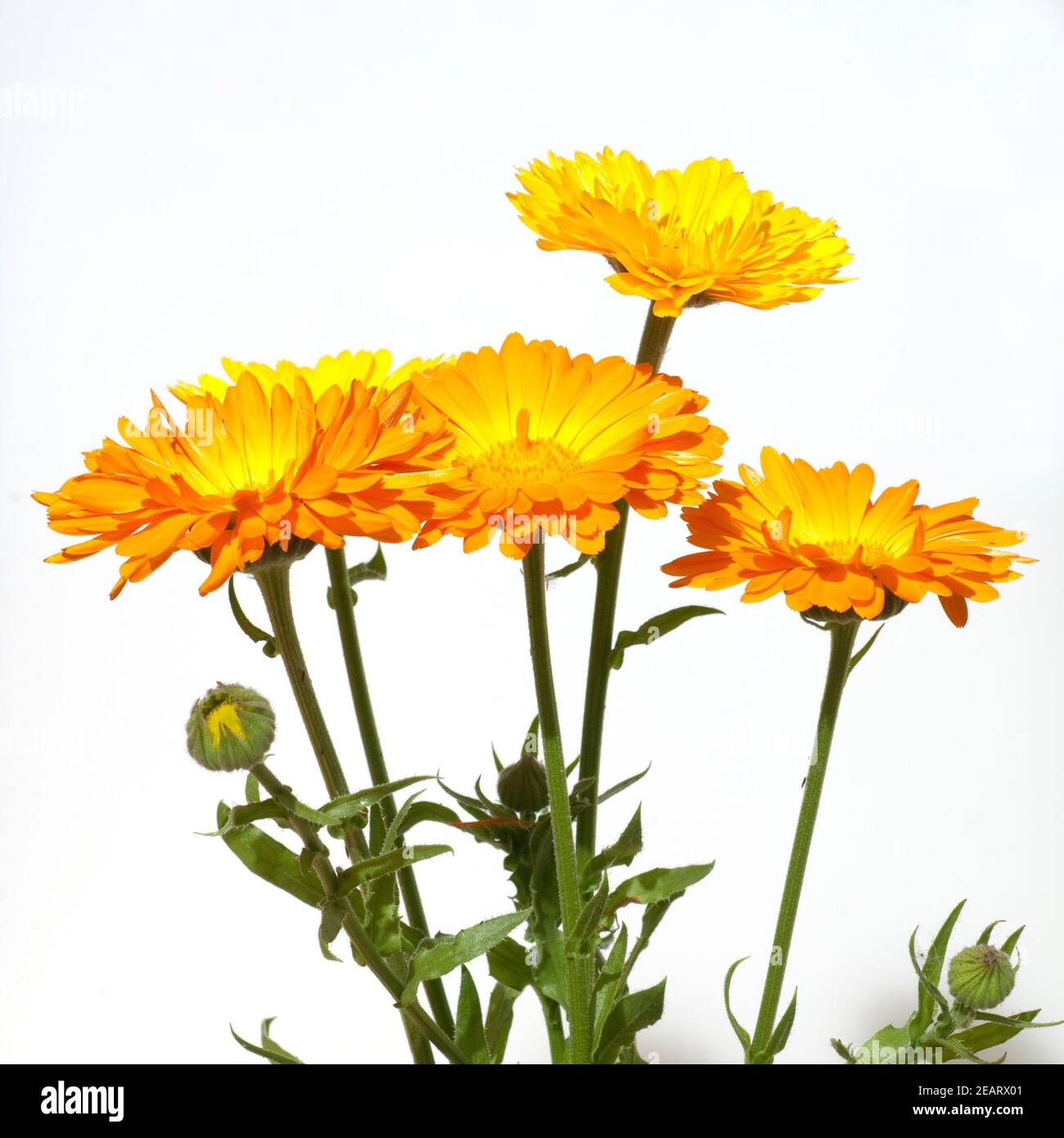 Ringelblume; Calendula Officinalis; Stock Photo