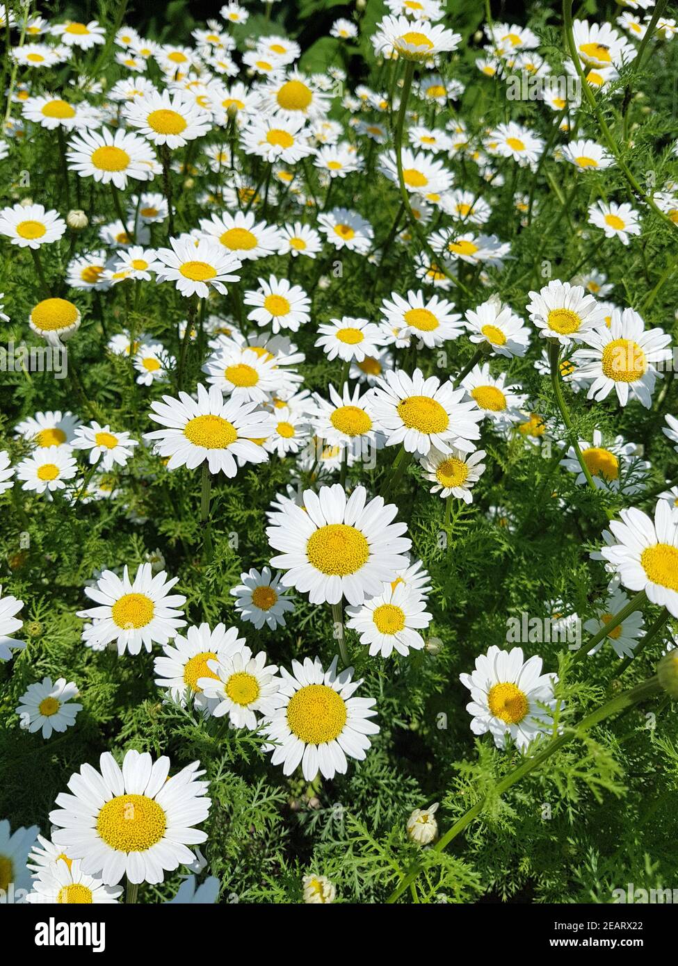 Roemischer Bertram, Anacyclus, pyrethrum Stock Photo