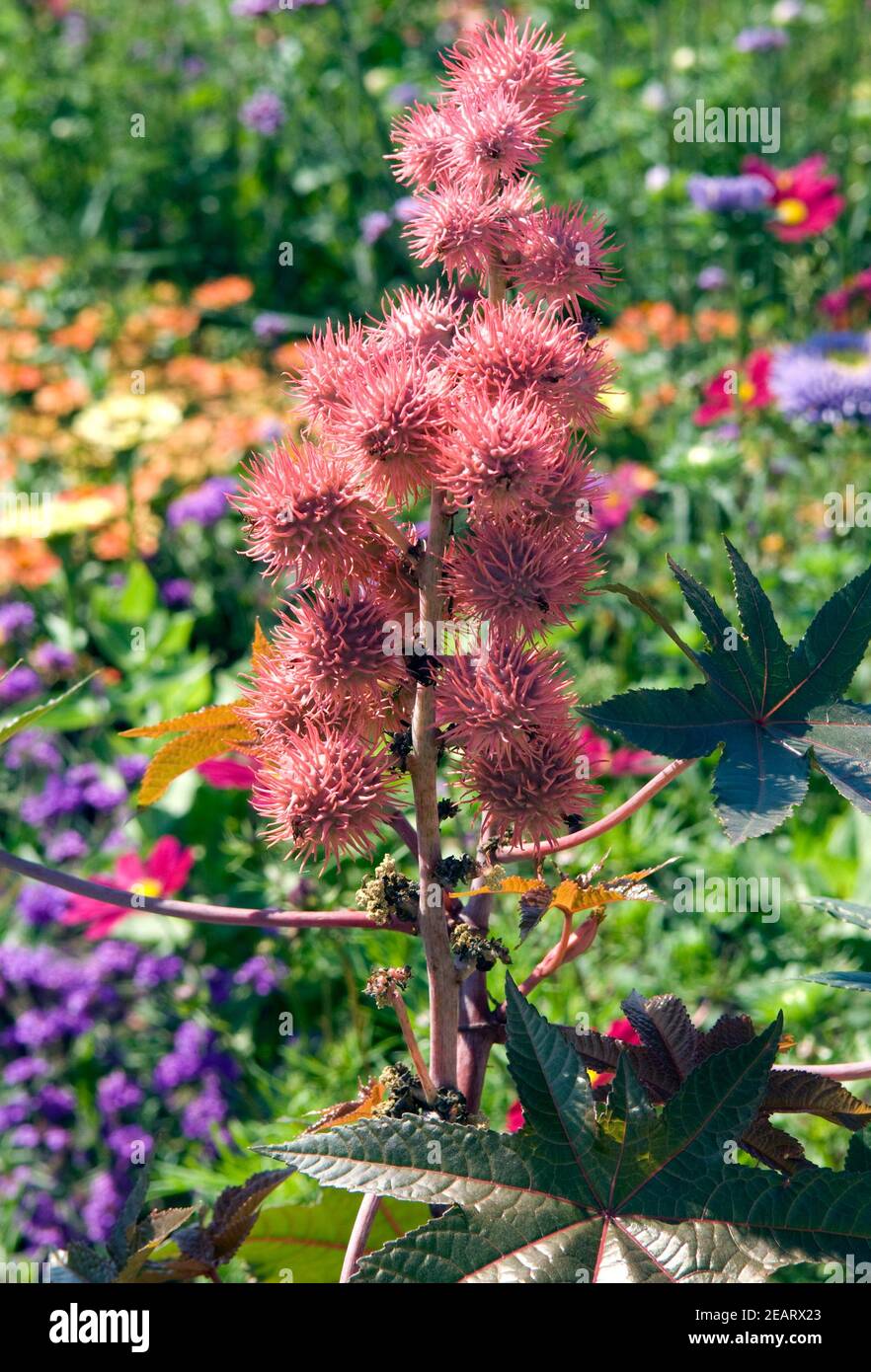 Rizinusbluete hi-res stock photography and images - Alamy