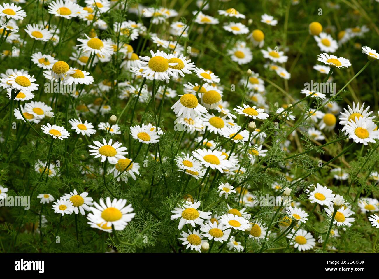 Roemischer Bertram, Anacyclus, pyrethrum Stock Photo