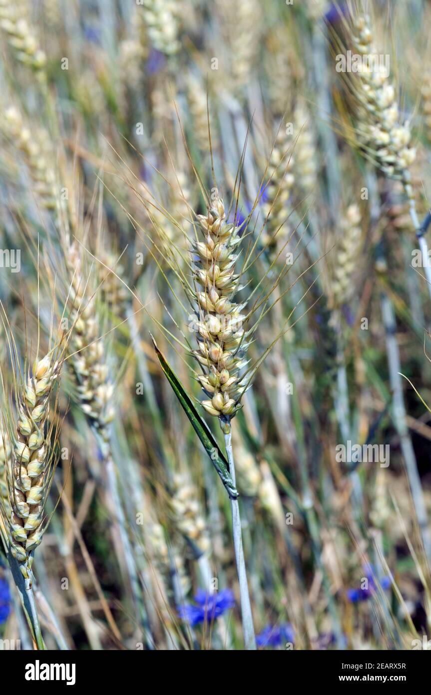 Triticosecale hi-res stock photography and images - Alamy