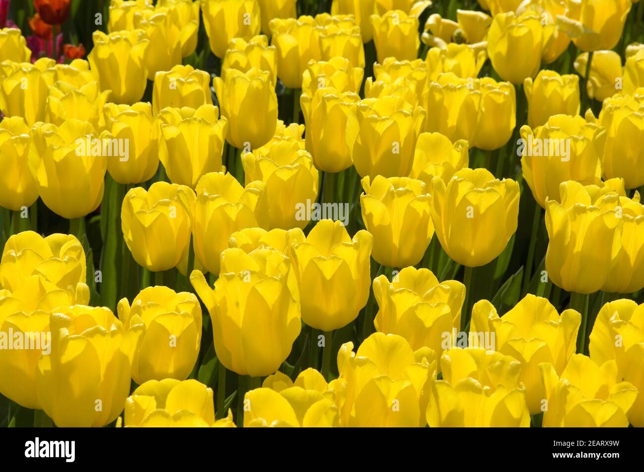 Triumph-Tulpe  Jan van Nes Stock Photo