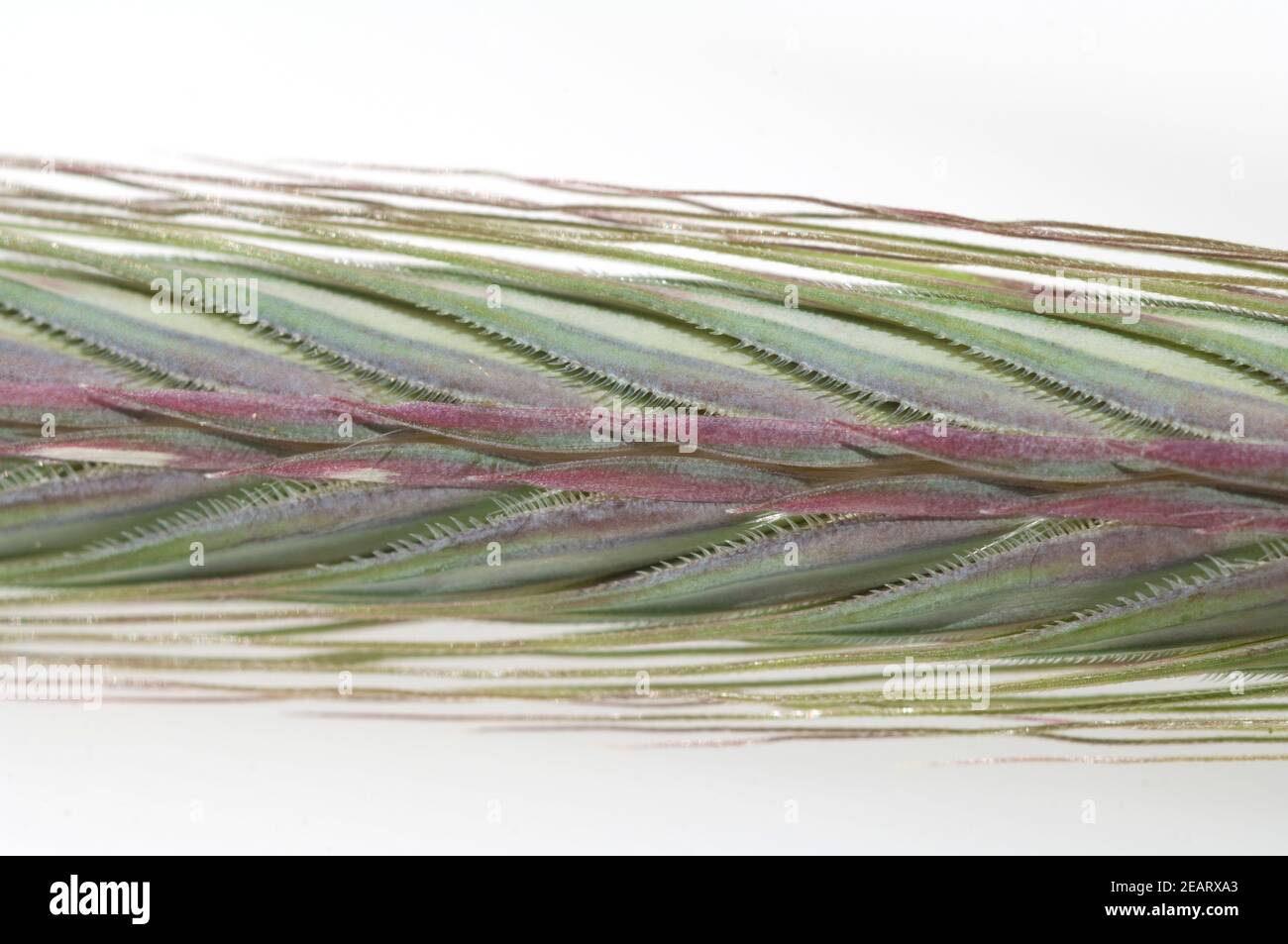 Roggenaehre, Secale; Cereale, unreif Stock Photo - Alamy