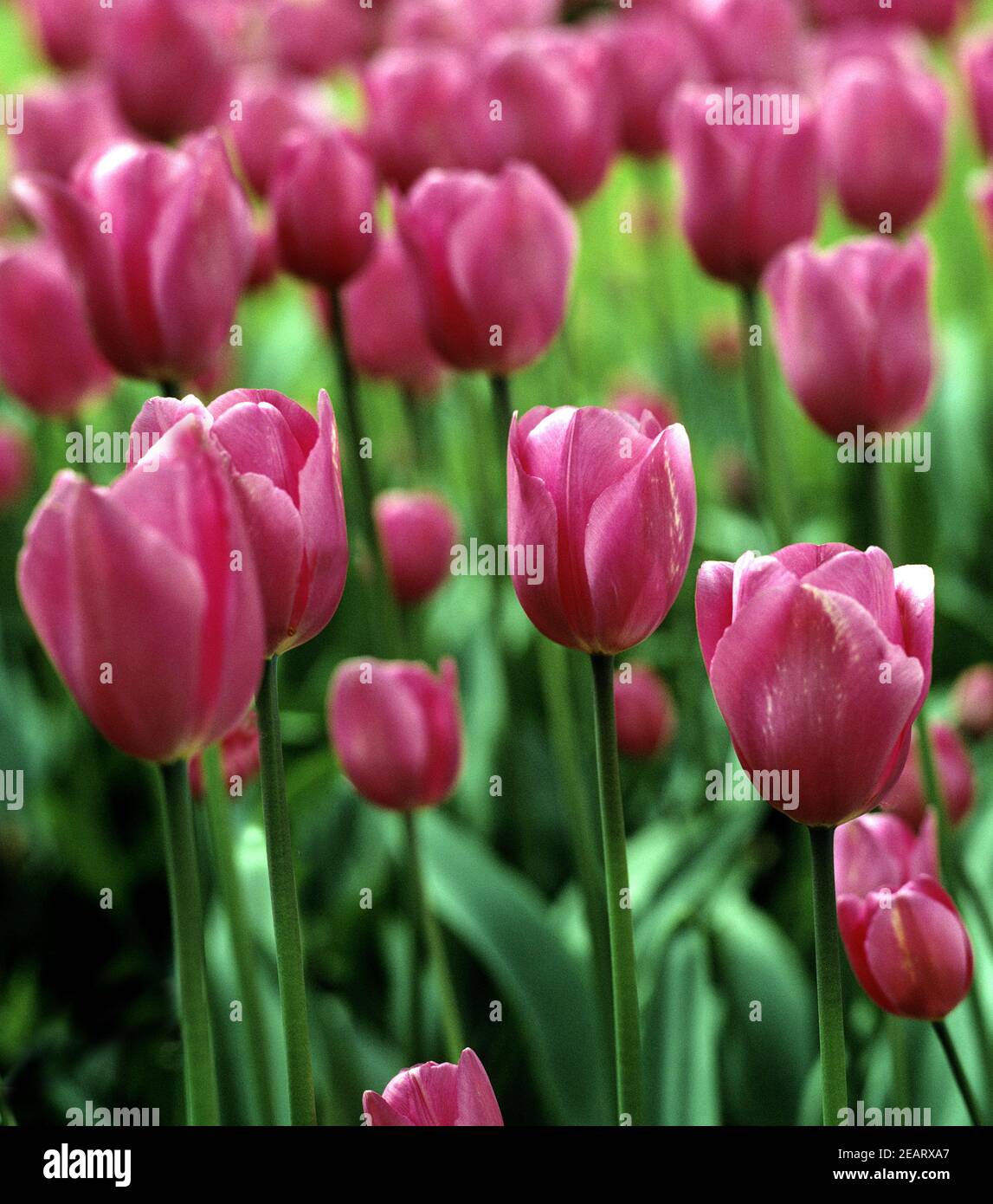 Triumpf-Tulpe, Don Quichotte Stock Photo