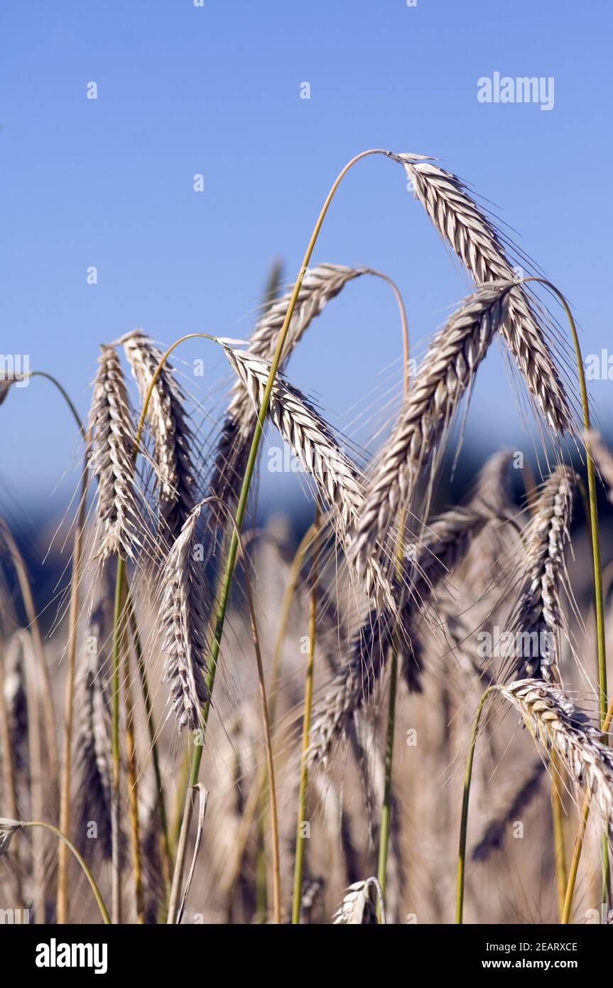 Roggenaehren Stock Photo