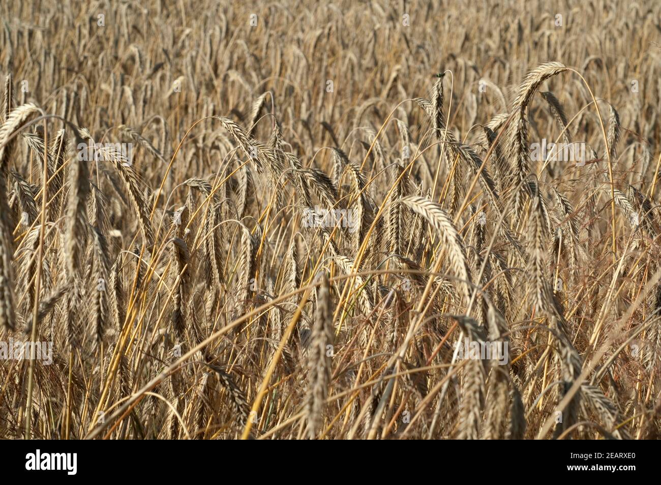 Roggenaehre Roggen Roggenaehren Secale Cereale Stock Photo