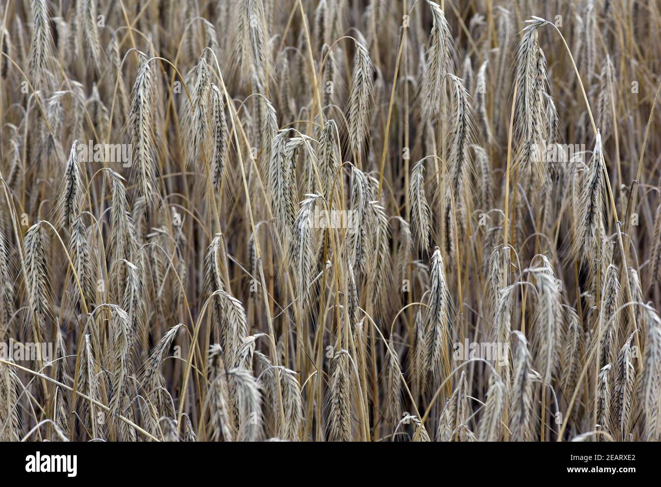 Roggenaehren, Secale, Cereale, Roggen Stock Photo - Alamy