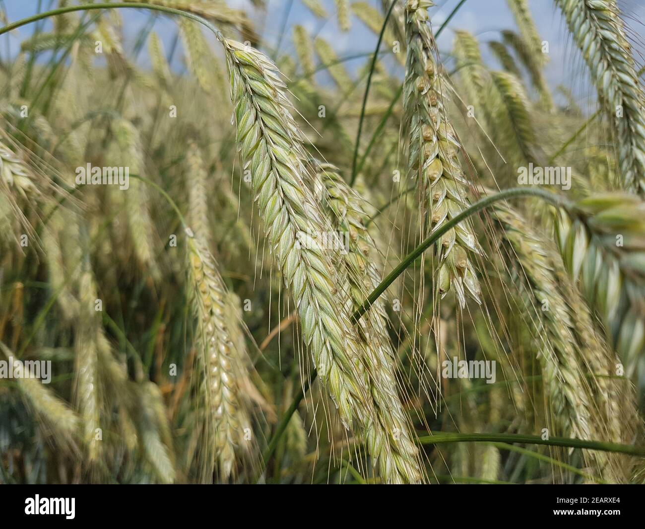 Cereals getreidekoerner hi-res stock photography and images - Alamy