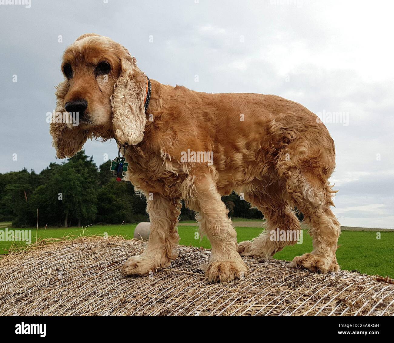 Stoeberhund hi-res stock photography and images - Alamy