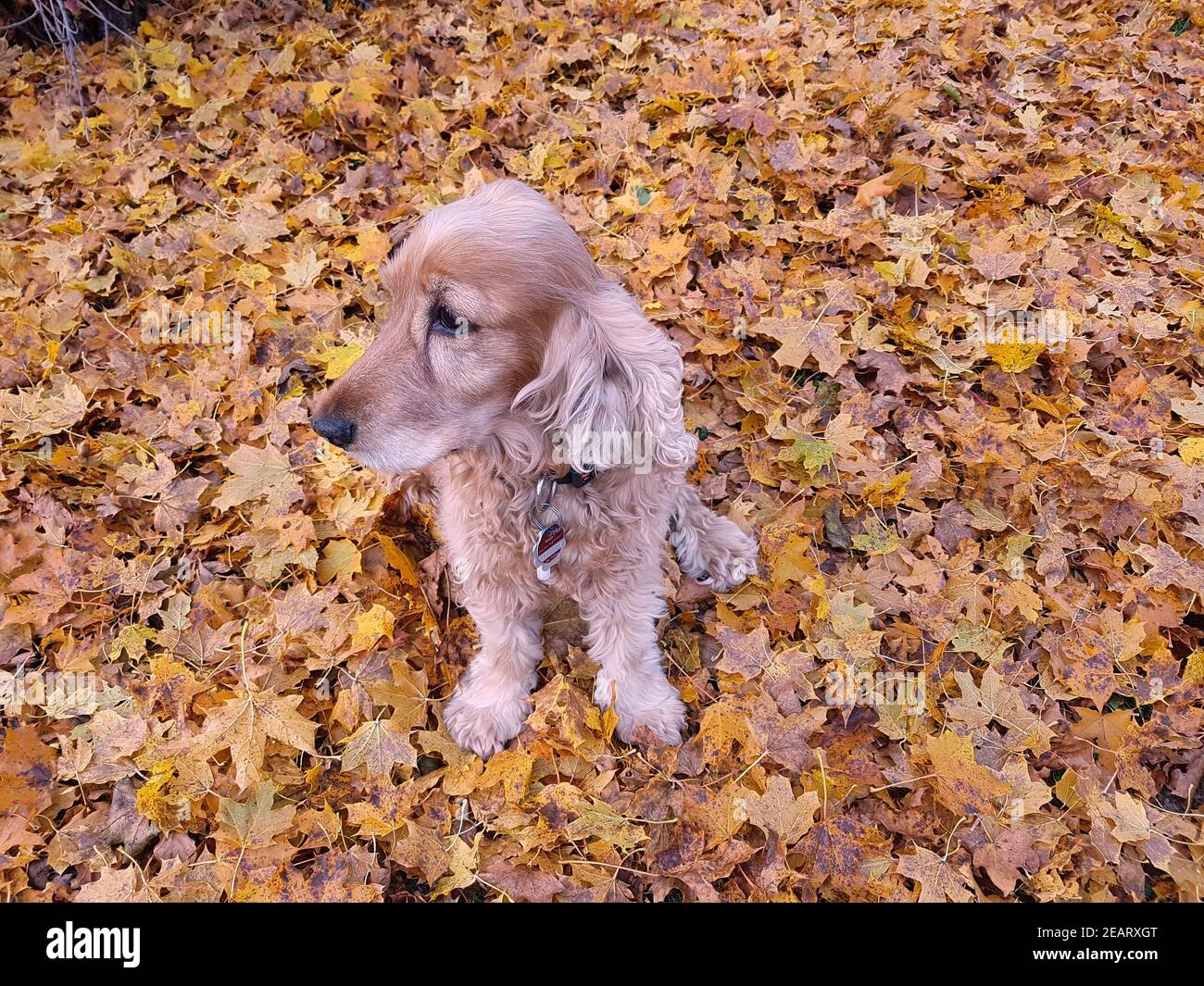 Cocker  Spaniel Stock Photo