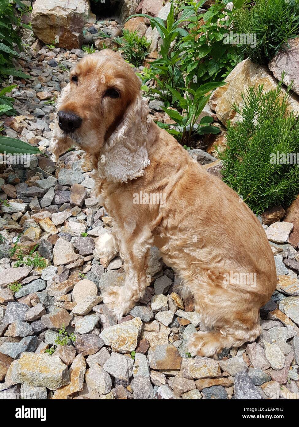 Cocker  Spaniel  Hund, Saeugetier Stock Photo