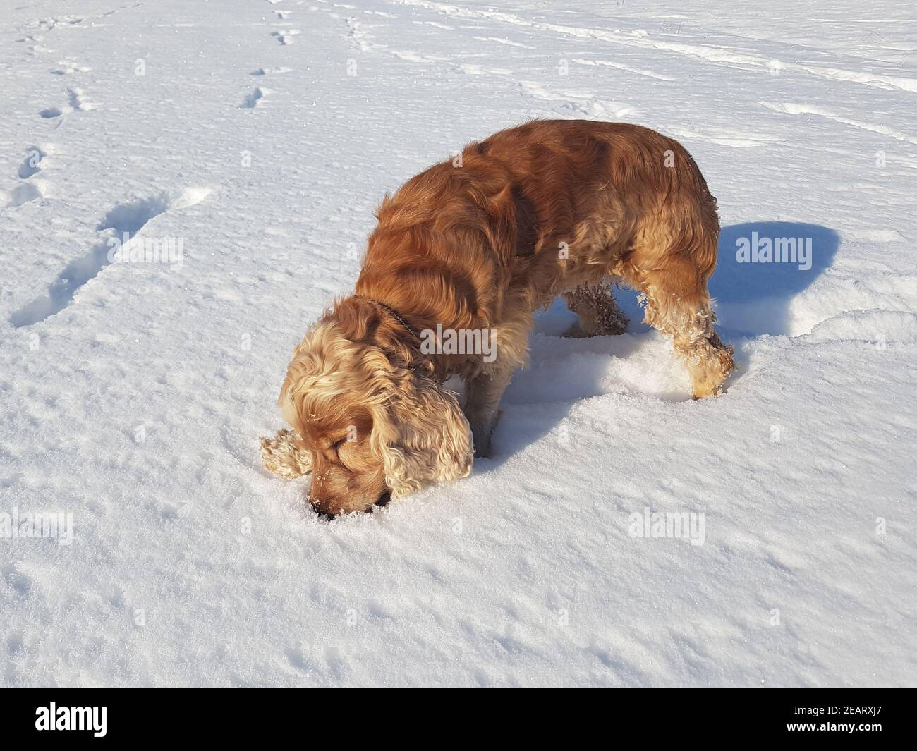 Cocker  Spaniel  Hund, Winter, Schnee Stock Photo