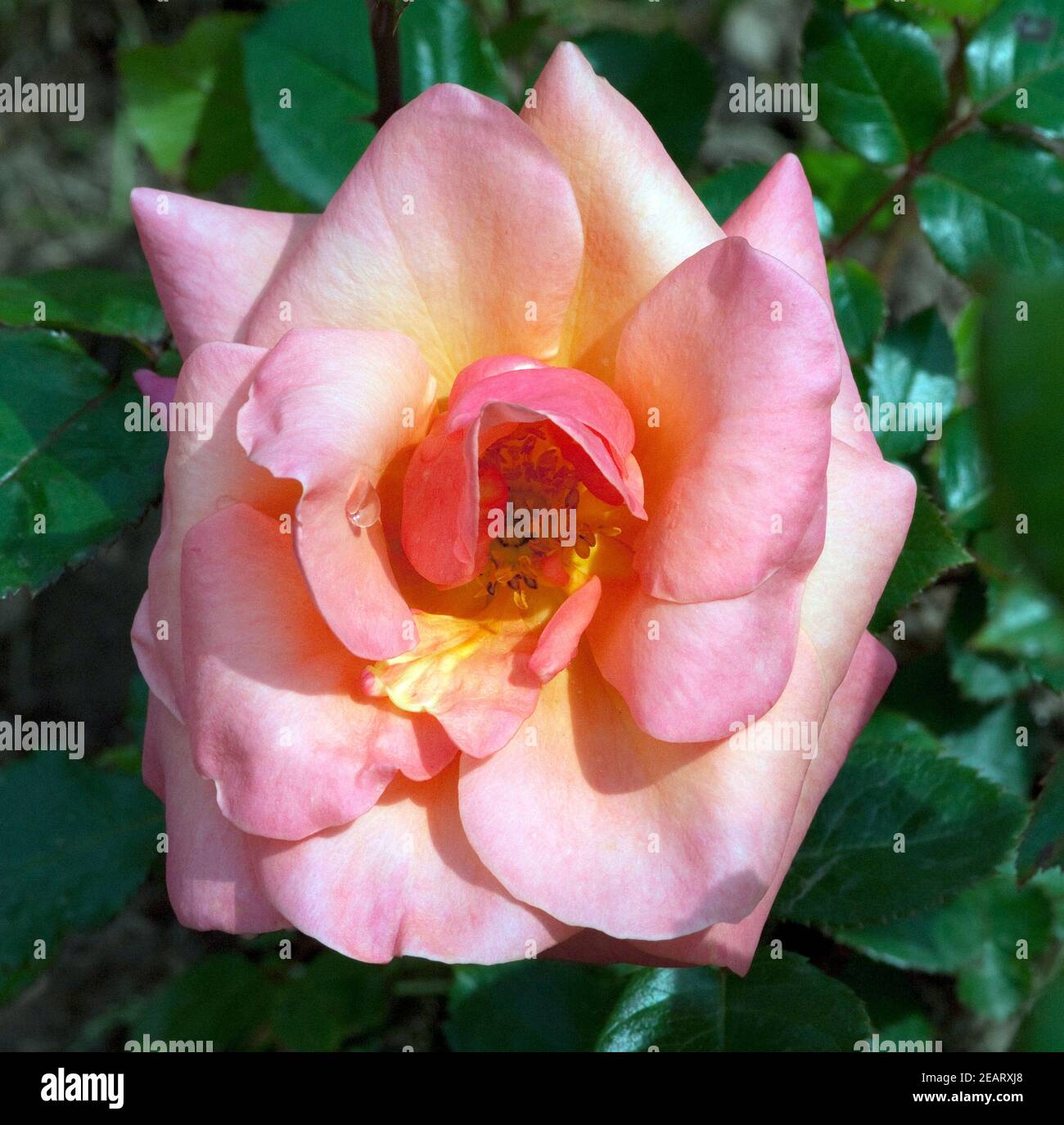 Edelrose, Cocker Stock Photo