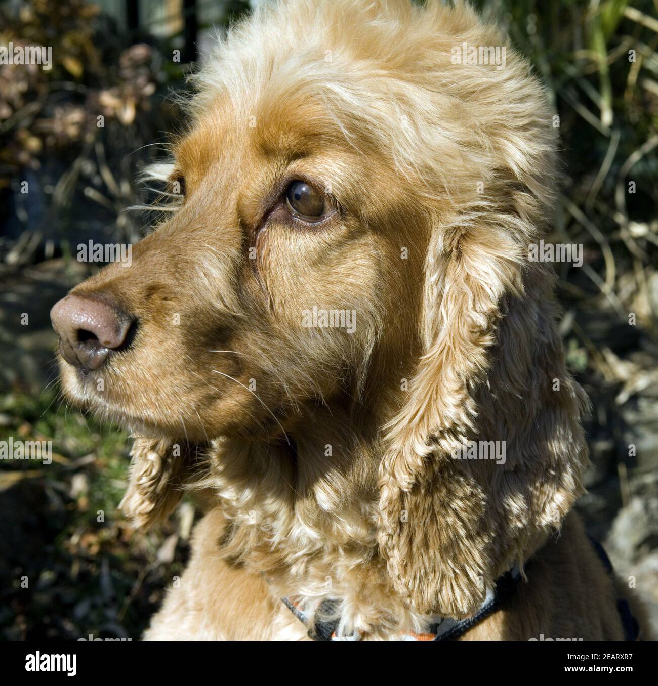 Cocker Spaniel Rolo Cocker, Spaniel, Roter Stock Photo - Alamy