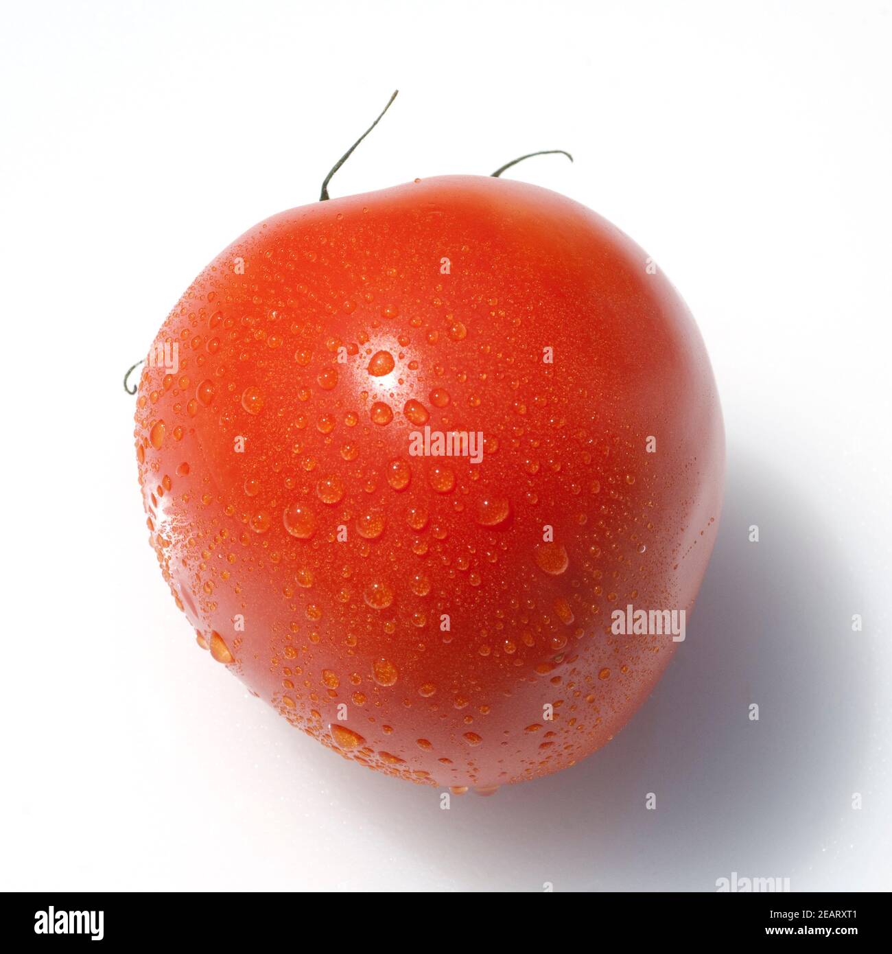 tomatoes variety Page Roma 3 - and images hi-res stock - photography Alamy