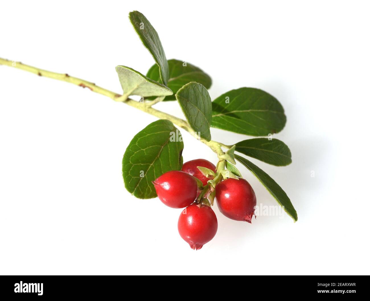 Cranberry, Vaccinium macrocarpon, Moosbeere Stock Photo