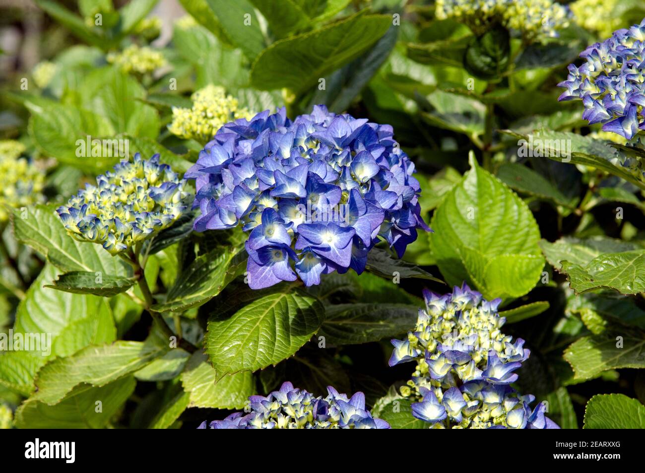 Hortensie Stock Photo