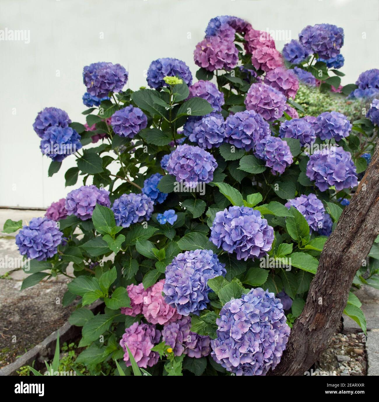 Hortensie hydrangea macrophylla hi-res stock photography and images - Alamy