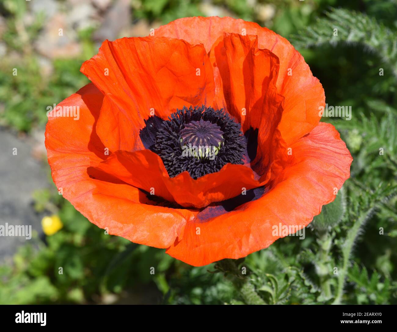 Mohn knospe hi-res stock photography and images - Alamy
