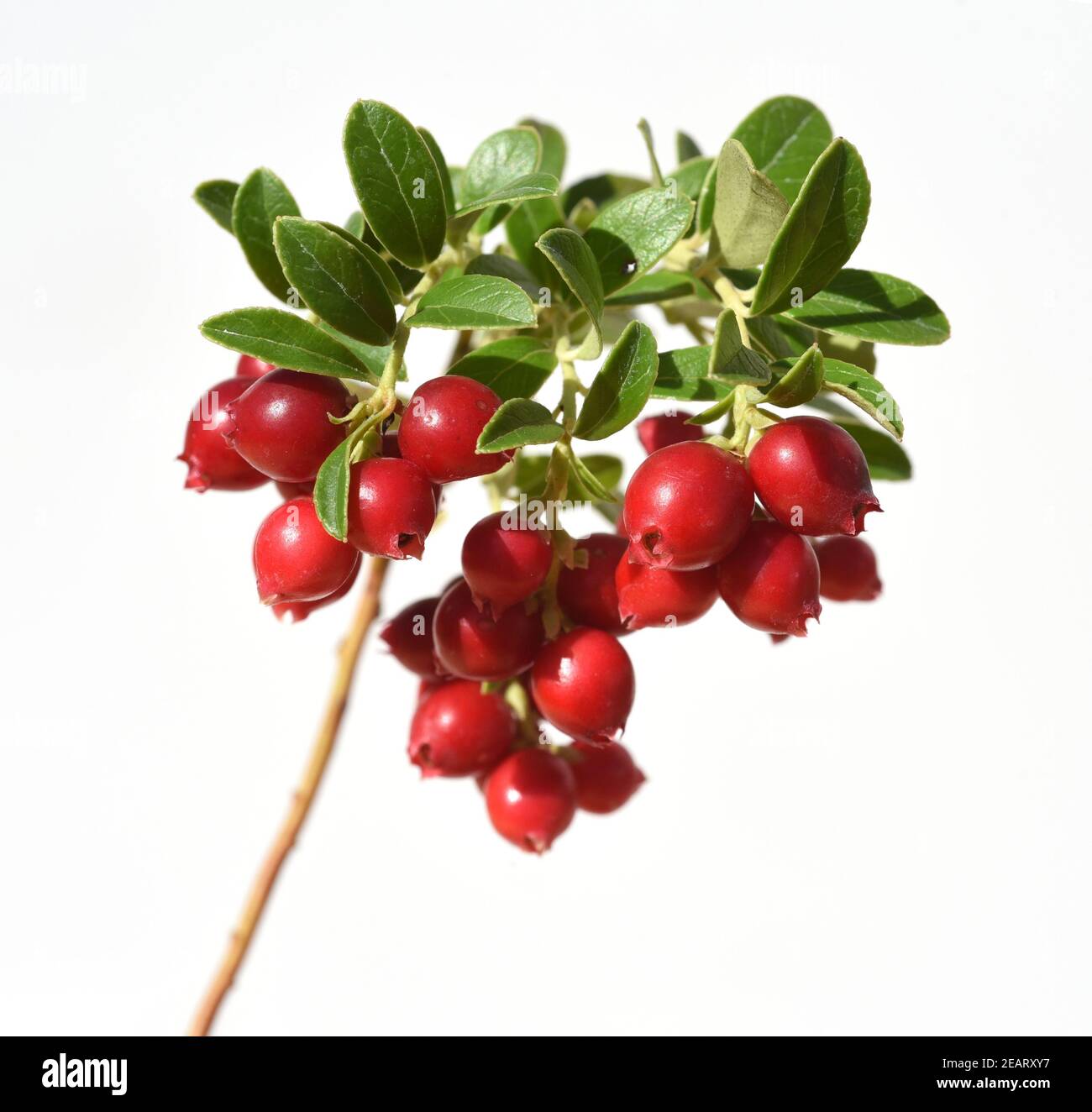 Cranberry, Vaccinium macrocarpon, Moosbeere Stock Photo