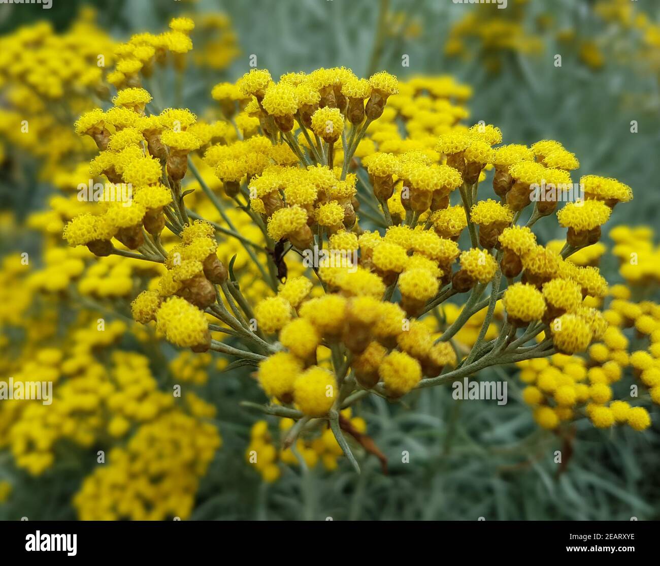 Currykraut  Helichrysum, italicum  Gewuerz Stock Photo